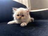Top Kafali Safkan Bri̇ti̇sh Bebek