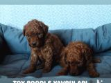 Premium Kali̇te Toy Poodle Yavrulari