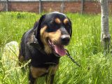 Bakımlı 3 Yaş Erkek Rottweiler Kırması  Aşıları Tam