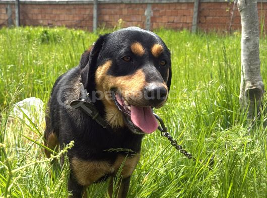 Bakımlı 3 Yaş Erkek Rottweiler Kırması  Aşıları Tam görsel