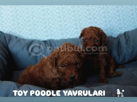 Premium Kali̇te Toy Poodle Yavrulari görsel
