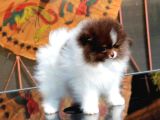 POODLE ÇİFLİĞİNDEN HARİKA BEBEKLER