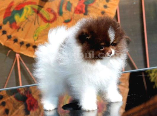 POODLE ÇİFLİĞİNDEN HARİKA BEBEKLER