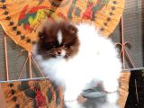 Poodle Çi̇fli̇ği̇nden Hari̇ka Bebekler