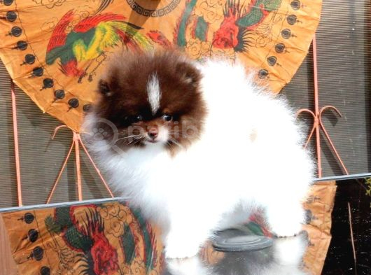 Poodle Çi̇fli̇ği̇nden Hari̇ka Bebekler görsel