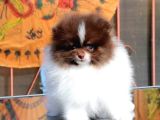 Poodle Çi̇fli̇ği̇nden Hari̇ka Bebekler