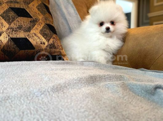 Eği̇ti̇mli̇ Pomerani̇an Boo Yavrulari Istanbul görsel