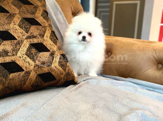 Eği̇ti̇mli̇ Pomerani̇an Boo Yavrulari Istanbul görsel
