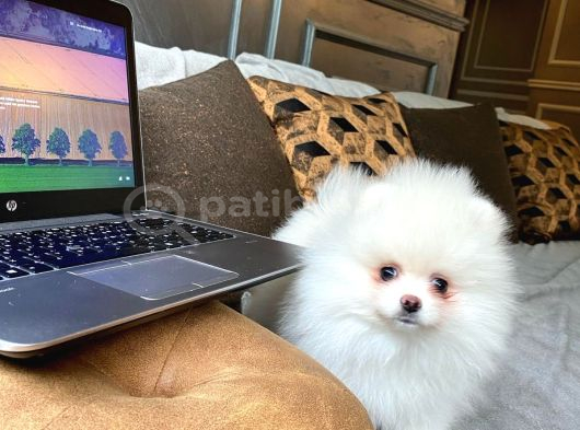 Eği̇ti̇mli̇ Pomerani̇an Boo Yavrulari Istanbul görsel