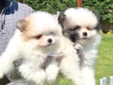 Pomerani̇an Çi̇fli̇ği̇nden Muhteşem Pomerani̇an Bebekleri̇