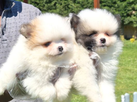 POMERANİAN ÇİFLİĞİNDEN MUHTEŞEM POMERANİAN BEBEKLERİ