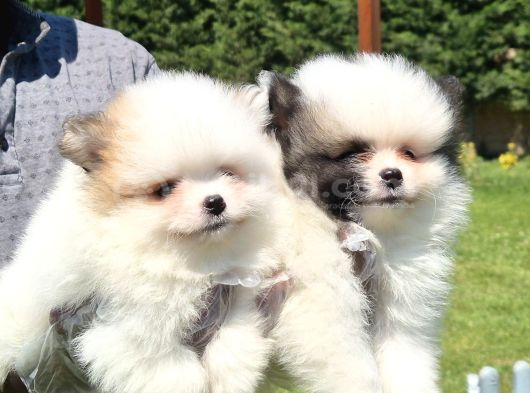 Pomerani̇an Çi̇fli̇ği̇nden Muhteşem Pomerani̇an Bebekleri̇ görsel