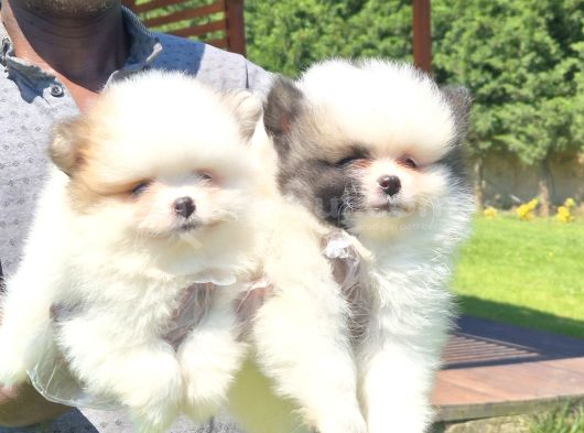 Pomerani̇an Çi̇fli̇ği̇nden Muhteşem Pomerani̇an Bebekleri̇ görsel