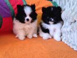 EN SEVİMLİ POMERANİAN YAVRULARI