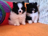 En Sevi̇mli̇ Pomerani̇an Yavrulari