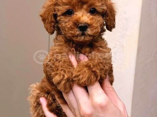 Bebek Suratli Toy Poodle Yavrularimiz görsel