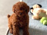 Bebek Suratli Toy Poodle Yavrularimiz