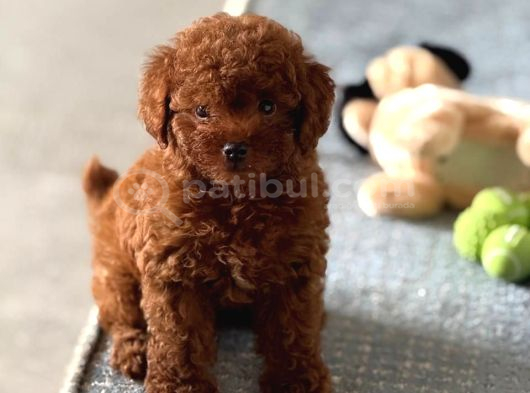 Bebek Suratli Toy Poodle Yavrularimiz görsel