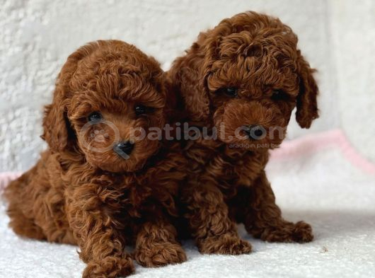 BEBEK SURATLI TOY POODLE YAVRULARIMIZ