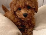 Toy Poodle Yavrularimiz