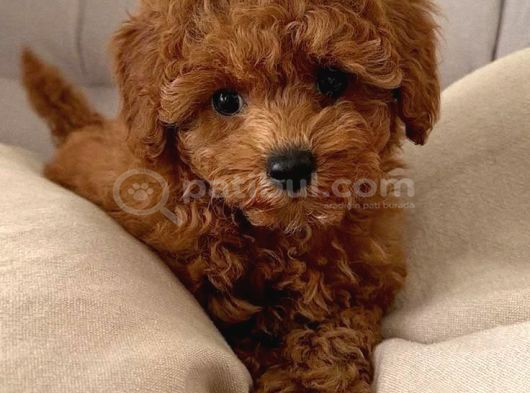 Toy Poodle Yavrularimiz görsel