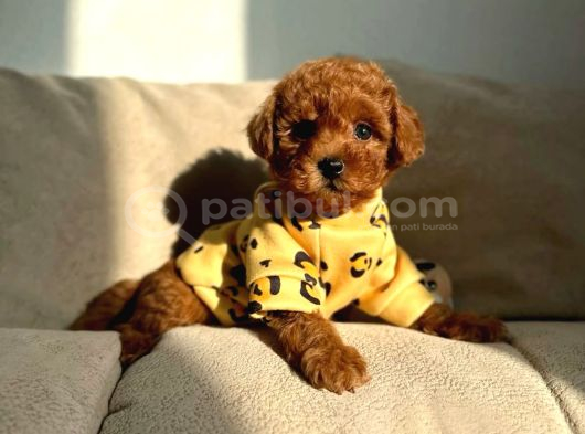 Toy Poodle Yavrularimiz görsel