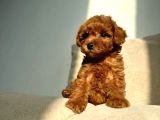 Toy Poodle Yavrularimiz