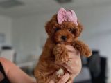 Bebeksi̇ Yüzlü Kore Poodle Yavrularimiz