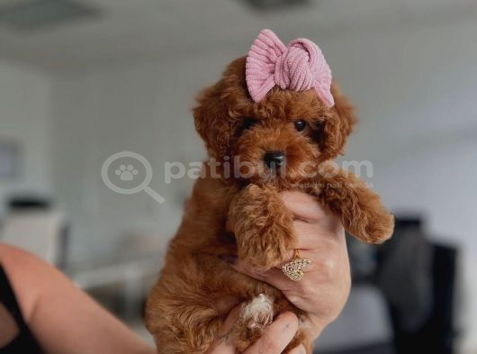 BEBEKSİ YÜZLÜ KORE POODLE YAVRULARIMIZ