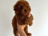 Bebeksi̇ Yüzlü Kore Poodle Yavrularimiz
