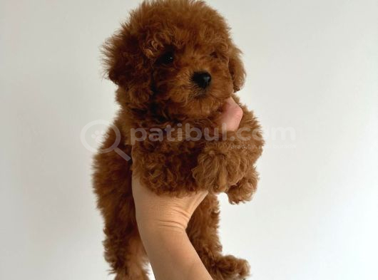 Bebeksi̇ Yüzlü Kore Poodle Yavrularimiz görsel