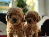 Bebeksi̇ Yüzlü Kore Poodle Yavrularimiz