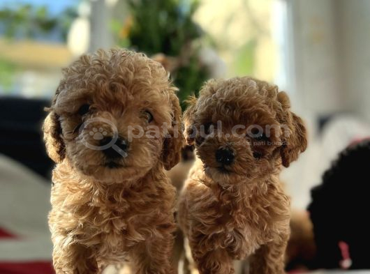 Bebeksi̇ Yüzlü Kore Poodle Yavrularimiz görsel