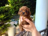 Mi̇ni̇k Suratli Toy Poodle Yavrularimiz