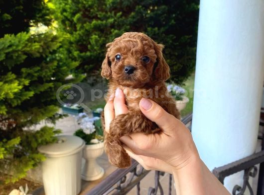 Mi̇ni̇k Suratli Toy Poodle Yavrularimiz görsel