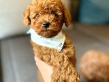 Mi̇ni̇k Suratli Toy Poodle Yavrularimiz