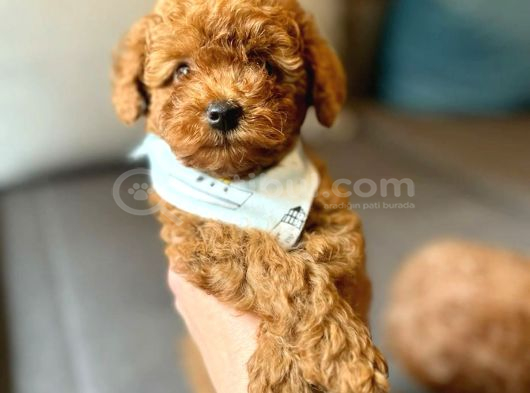 Mi̇ni̇k Suratli Toy Poodle Yavrularimiz görsel