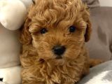 MİNİK SURATLI TOY POODLE YAVRULARIMIZ
