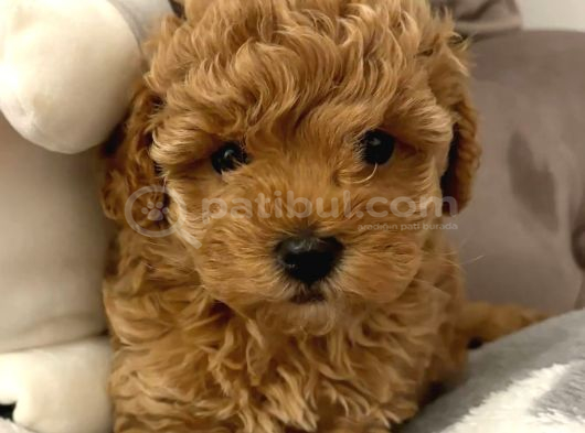 MİNİK SURATLI TOY POODLE YAVRULARIMIZ