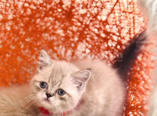 Safkan British Shorthair Silver Point görsel
