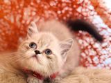 Safkan British Shorthair Silver Point