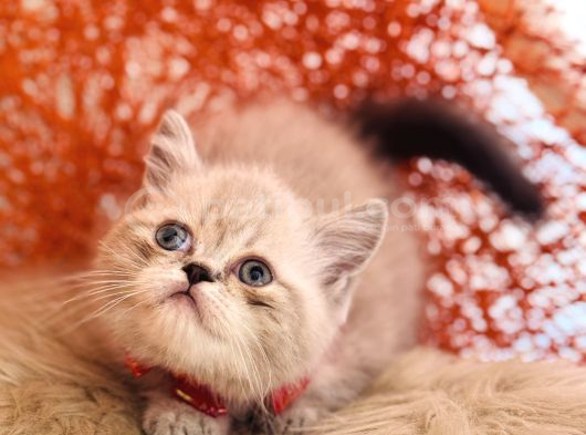 Safkan British Shorthair Silver Point görsel