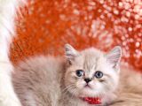 Safkan british Shorthair Silver point