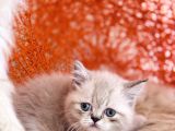 Safkan British Shorthair Silver Point