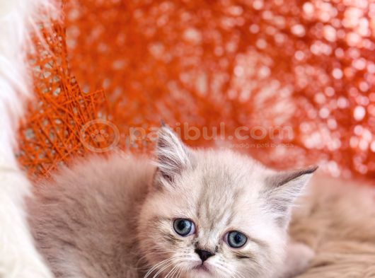 Safkan British Shorthair Silver Point görsel