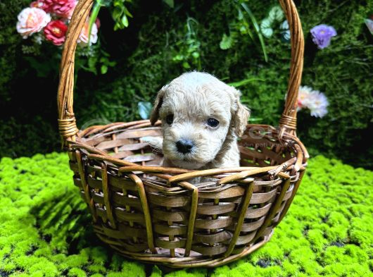 En Mi̇ni̇k Boy Malti̇poo Bebekler görsel