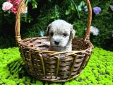 EN MİNİK BOY MALTİPOO BEBEKLER