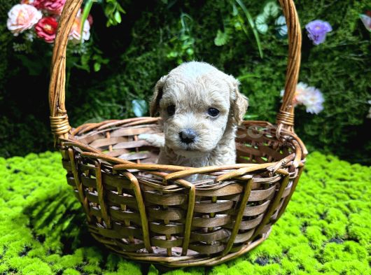 En Mi̇ni̇k Boy Malti̇poo Bebekler
