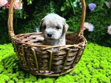 En Mi̇ni̇k Boy Malti̇poo Bebekler