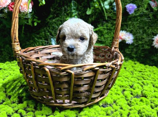 En Mi̇ni̇k Boy Malti̇poo Bebekler görsel